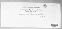Uromyces psychotriae image